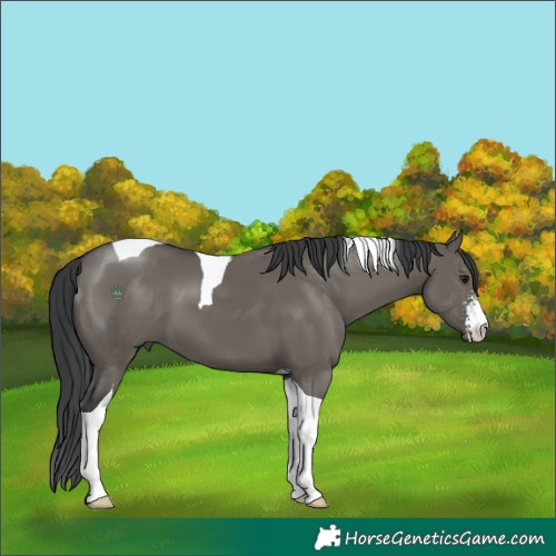 Horse Color:Grullo Sabino Tobiano