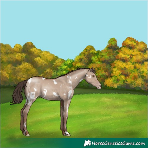 Horse Color:White Spotted Classic Champagne Dun Rabicano 