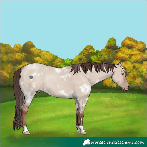 Horse Color:White Spotted Classic Champagne Dun Rabicano