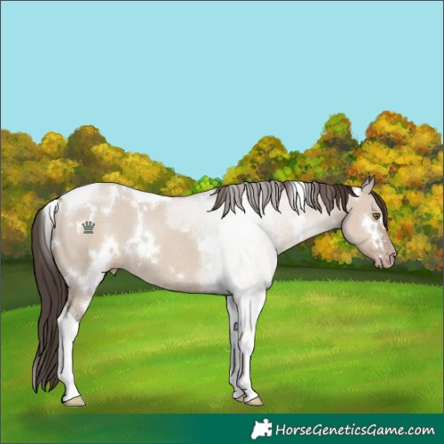 Horse Color:White Spotted Classic Champagne Dun Tobiano Rabicano 