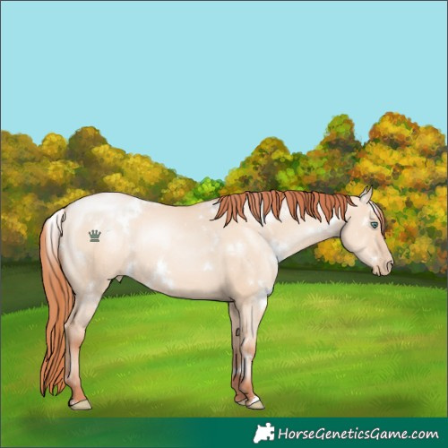Horse Color:White Spotted Classic Champagne Pearl Dun Rabicano 