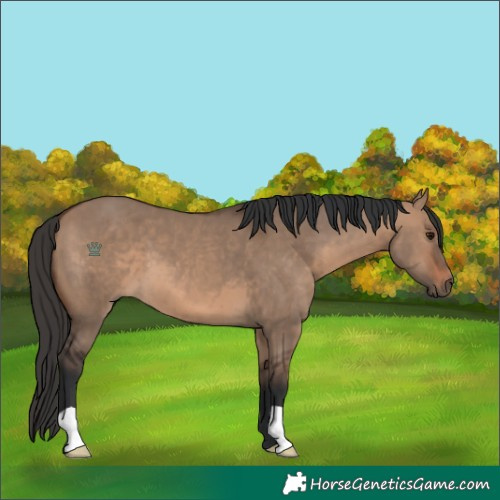 Horse Color:Brown Dun