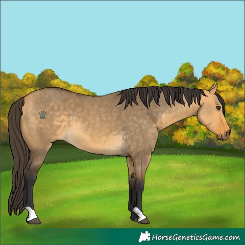 Horse Color:Buckskin Dun