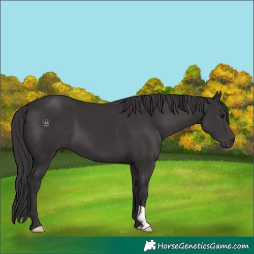 Horse Color:Smoky Black 