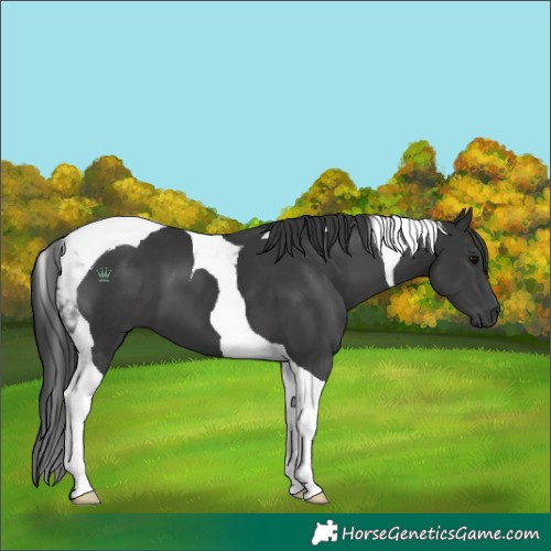 Horse Color:Black Tobiano 