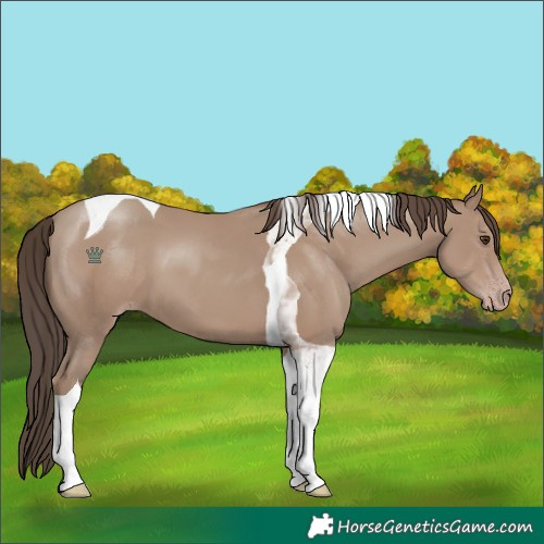 Horse Color:Classic Champagne Tobiano 