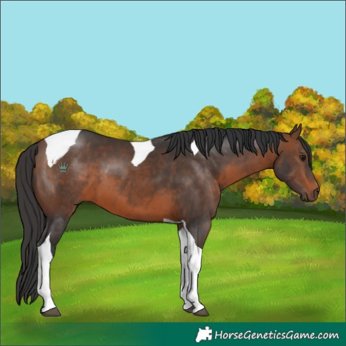 Horse Color:Brown Tobiano 