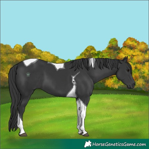 Horse Color:Black Tobiano