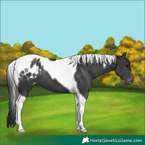 Horse Color:Black Tobiano Appaloosa