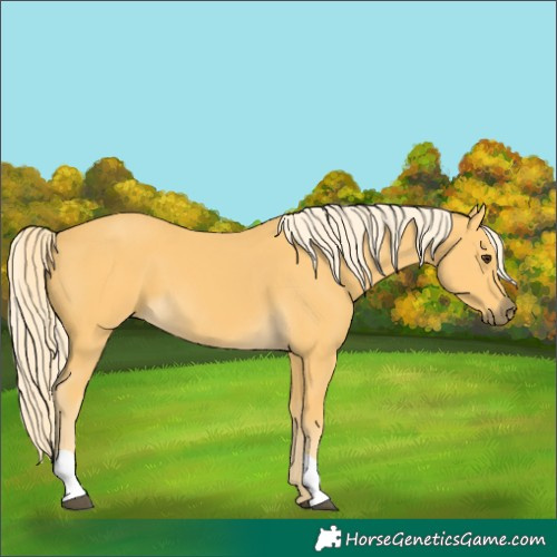 Horse Color:Unknown 
