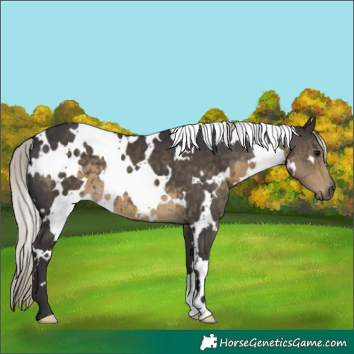 Horse Color:White Spotted Silver Smoky Black