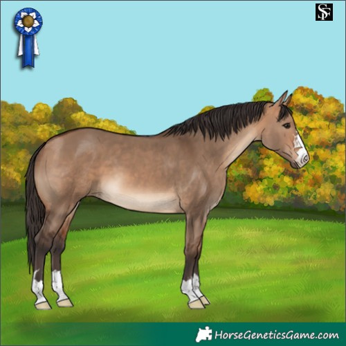 Horse Color:Bay Dun