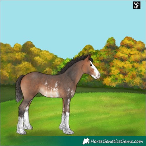 Horse Color:Bay Sabino Splash