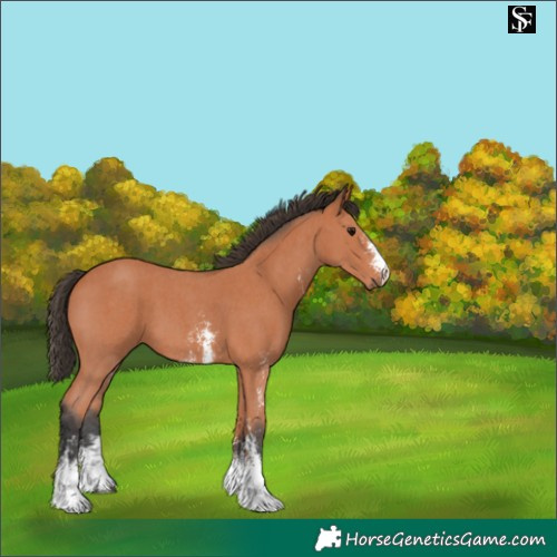 Horse Color:Bay Sabino 
