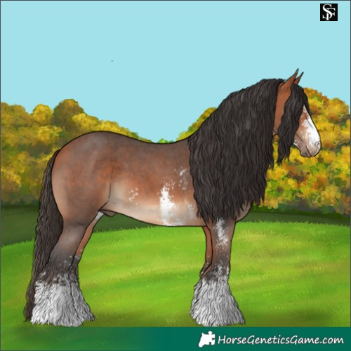 Horse Color:Bay Sabino 