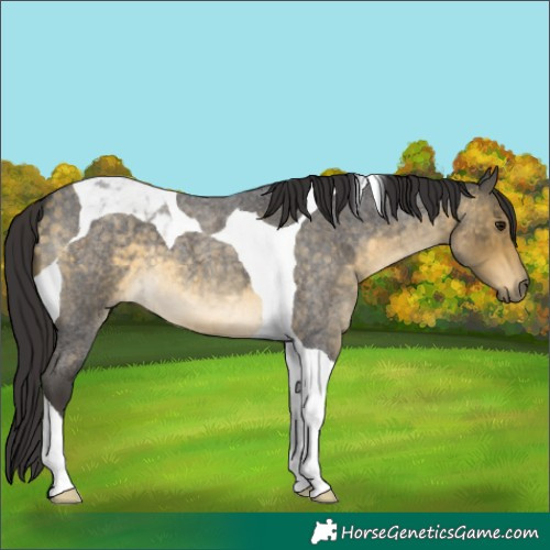 Horse Color:Buckskin Roan Tobiano