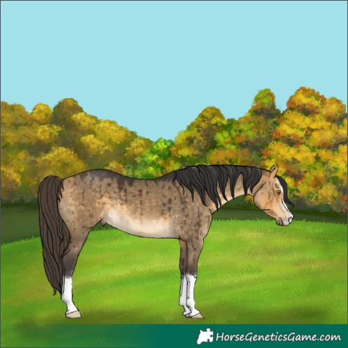 Horse Color:Buckskin Dun Brindle