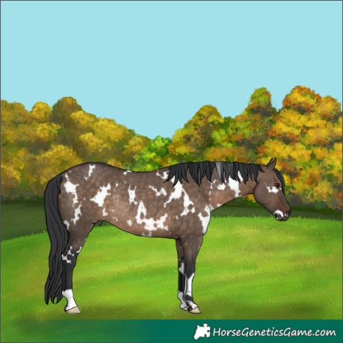 Horse Color:White Spotted Brown Dun Rabicano 