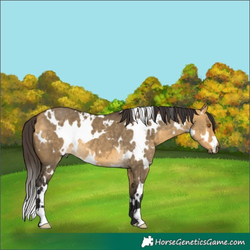 Horse Color:White Spotted Buckskin Dun