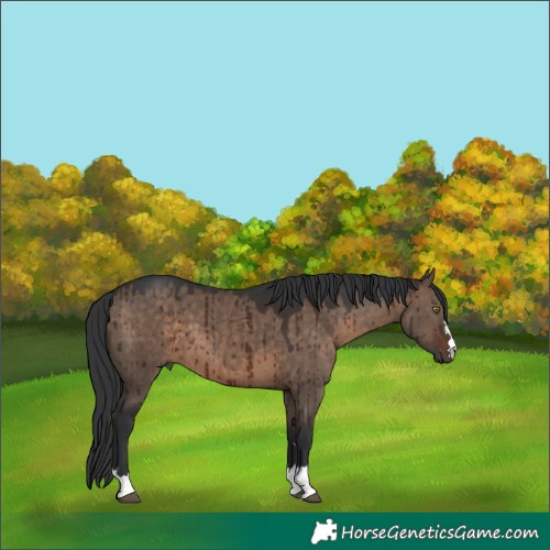 Horse Color:Brown Dun Brindle 