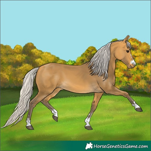 Horse Color:Silver Buckskin 