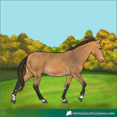 Horse Color:Buckskin 