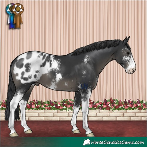 Horse Color:Black Sabino Appaloosa