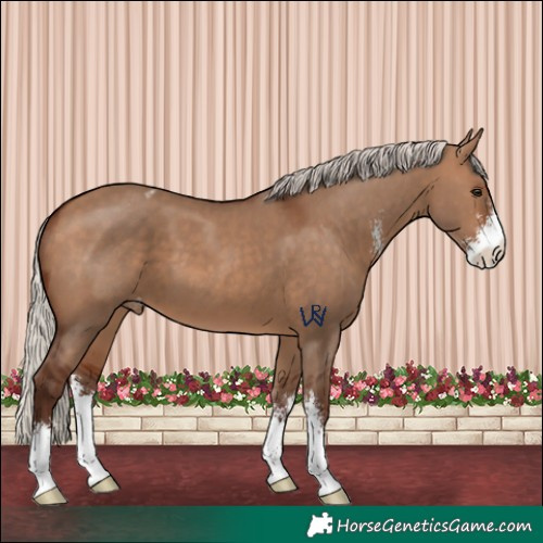 Horse Color:Silver Brown Dun Sabino Appaloosa