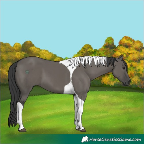 Horse Color:Grullo Tobiano 
