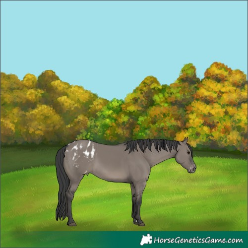 Horse Color:Grullo Blanket Rabicano