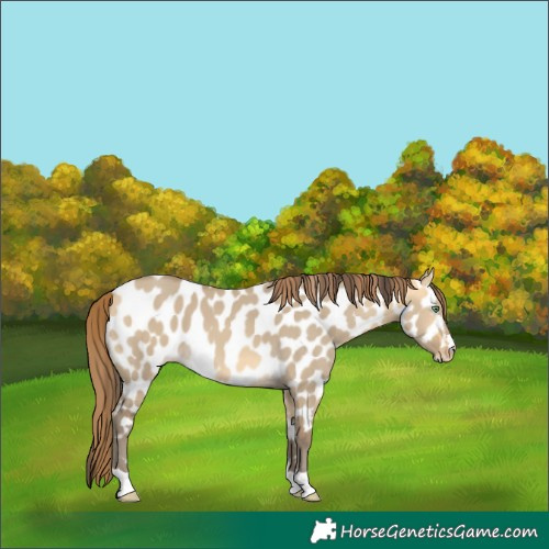 Horse Color:Sable Cream Champagne Dun Near Leopard 