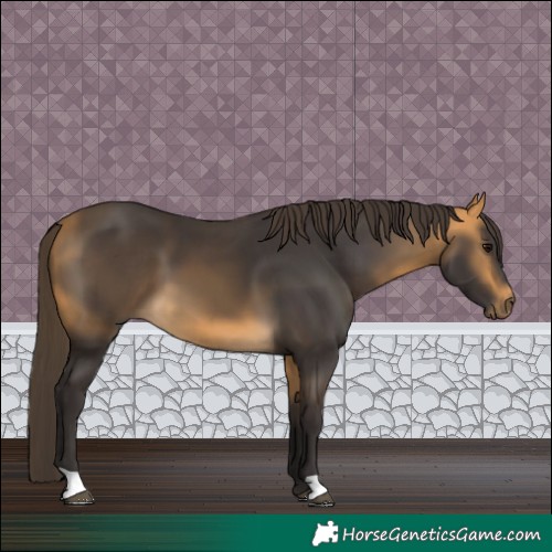 Horse Color:Buckskin 