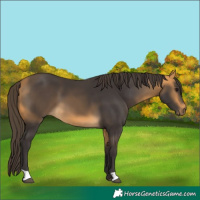 Horse Color:Buckskin