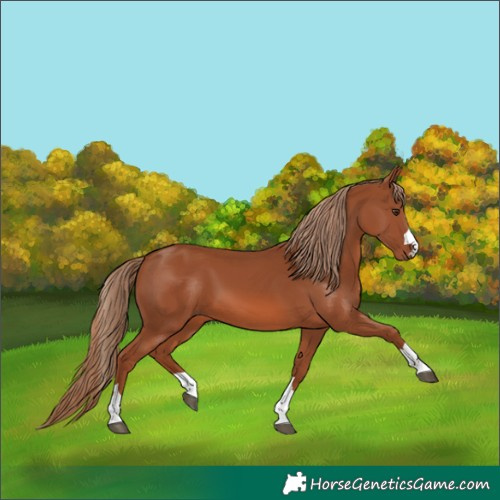 Horse Color:Chestnut 