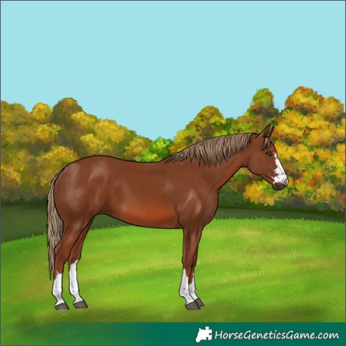Horse Color:Chestnut 