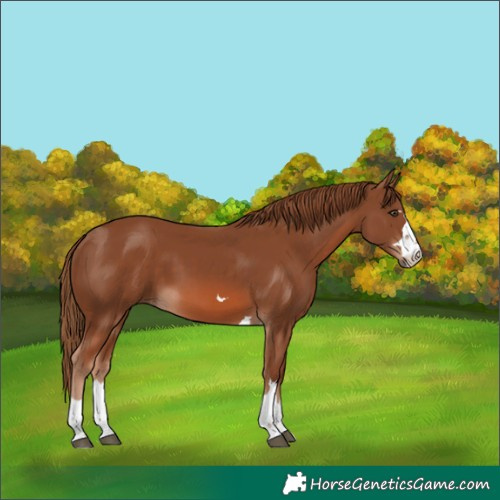 Horse Color:Chestnut 