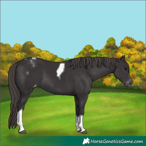 Horse Color:Smoky Black Tobiano Appaloosa