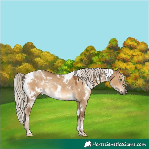 Horse Color:White Spotted Chocolate Palomino Dun Rabicano