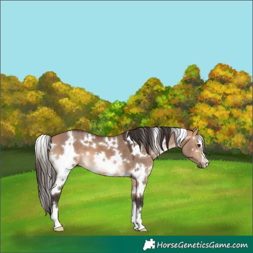 Horse Color:White Spotted Bay Dun 