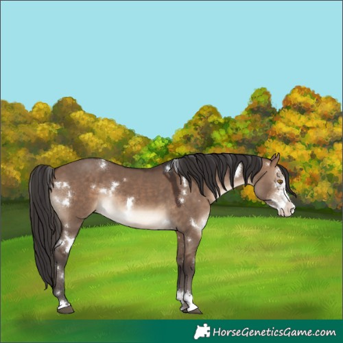 Horse Color:White Spotted Brown Dun Sabino Rabicano 