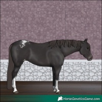Horse Color:Smoky Black Tobiano Varnish 