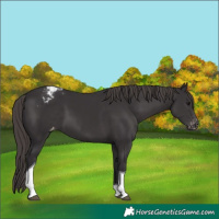 Horse Color:Smoky Black Tobiano Varnish 