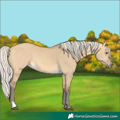 Horse Color:Silver Buckskin Dun