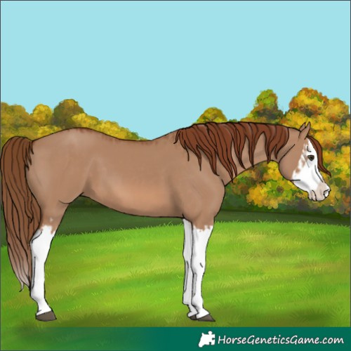 Horse Color:Red Dun Splash  and Red Dun Splash 