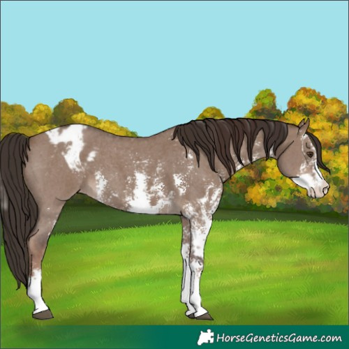 Horse Color:Liver Red Dun Sabino Splash Appaloosa  and Liver Red Dun Sabino Appaloosa 