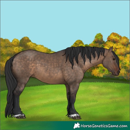 Horse Color:Brown Dun 