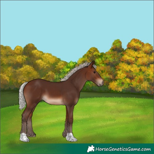 Horse Color:Silver Bay 