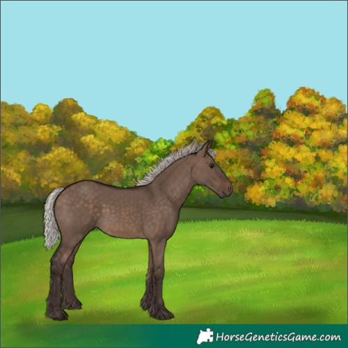Horse Color:Silver Brown Dun 