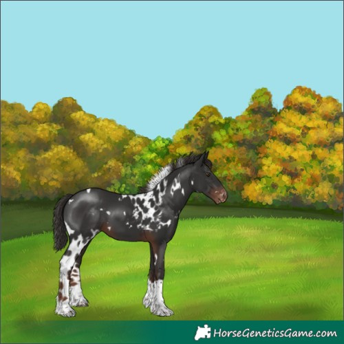 Horse Color:White Spotted Liver Chestnut Tobiano Skewed Appaloosa 