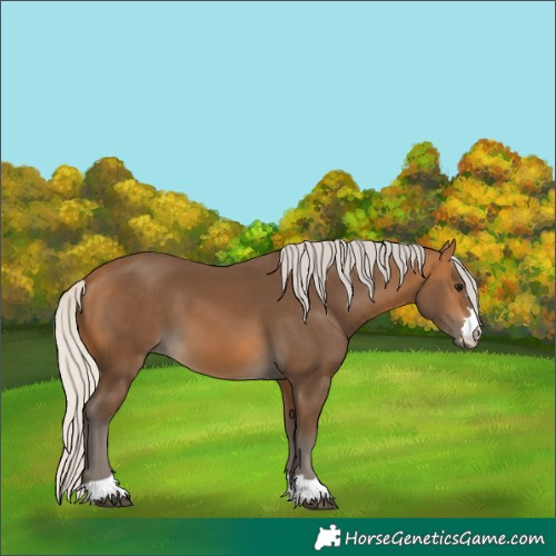 Horse Color:Silver Buckskin 